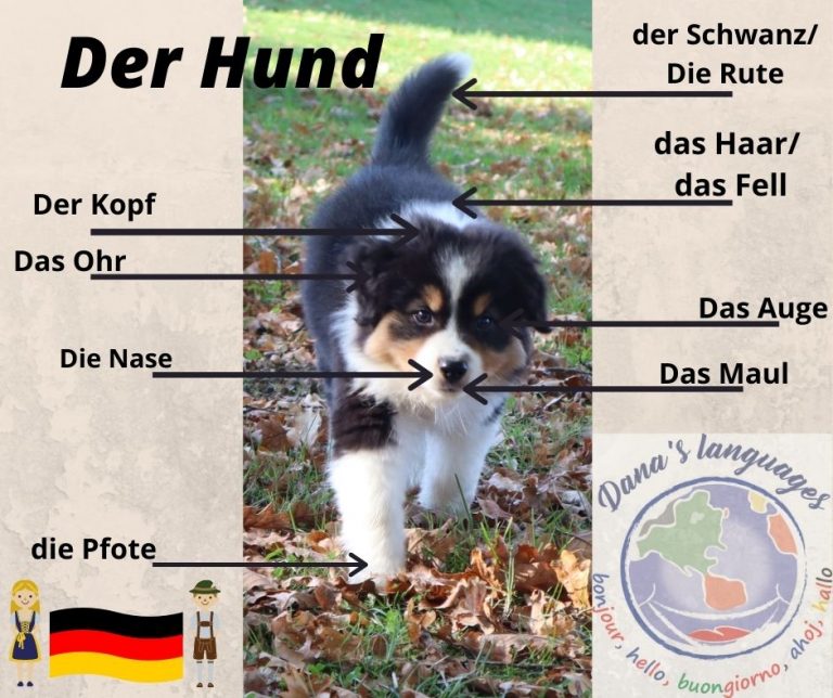 22 der Hund 25.03