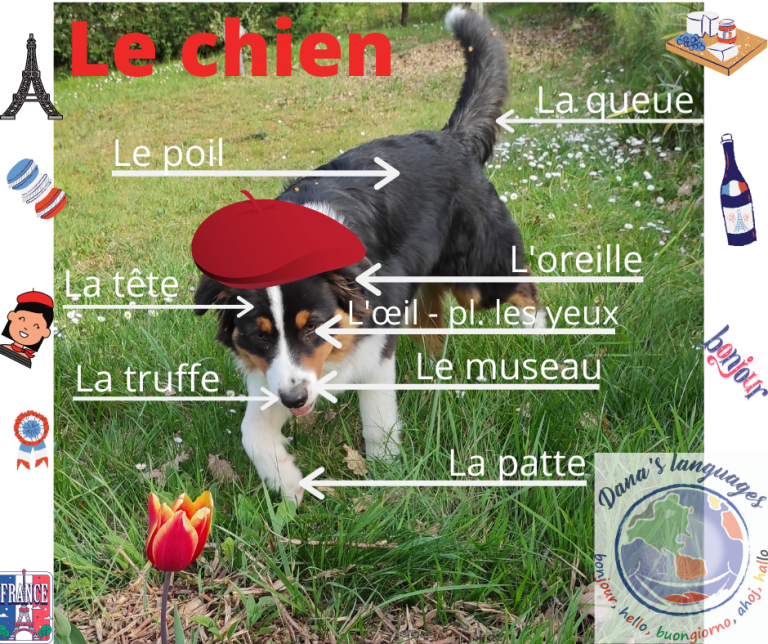 29 chien journée française 12.04 ok french